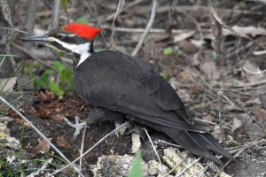 Female pileated woodpecker on the ground, facing left.