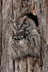 Hard to see the Screech Owl, it is so well camouflaged