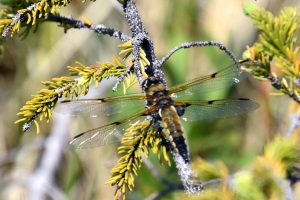 A dragonfly sitting on a small branch with wings spread out