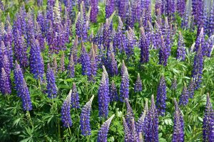 Purple Lupines with green foliage
