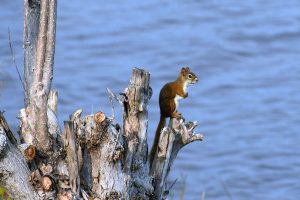 Red squirrel, facing right, standing on driftwood, with water in the background.
