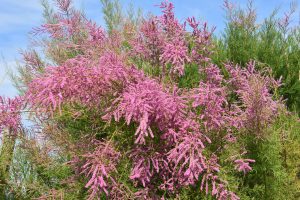Pink Tamarisk in France