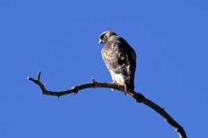 Red-Tailed Hawk sitting on a branch.