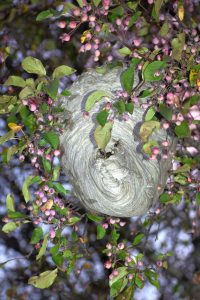 A wasp leaving the nest