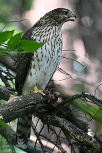 A Cooper's Hawk in tree, beak open.